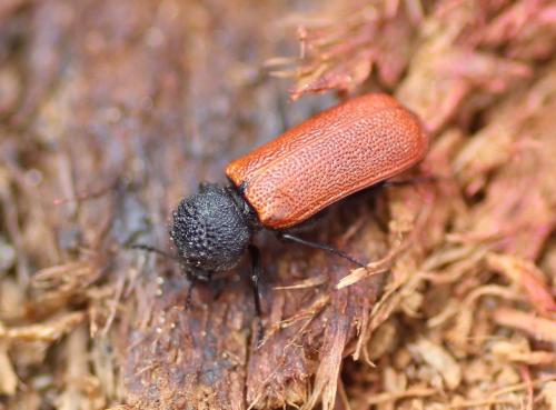 Bostrichus capucinus